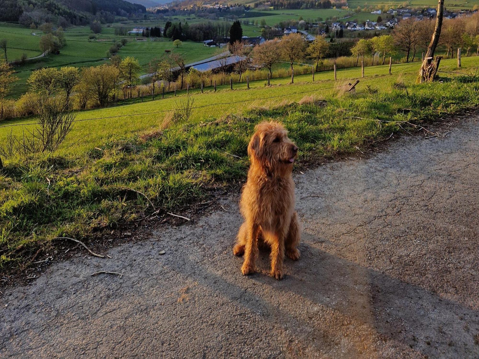 Ferienwohnung Fuchsbau Mit Kamin & Terrasse & Hunde Winterberg Exteriör bild